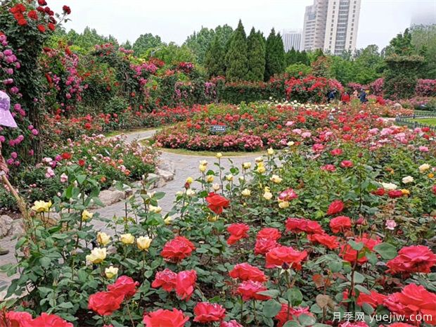 盆栽月季怎么管理好？(图1)