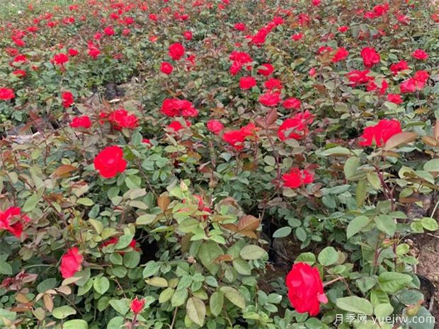 选好月季苗圃地，这7个因素是关键！(图1)