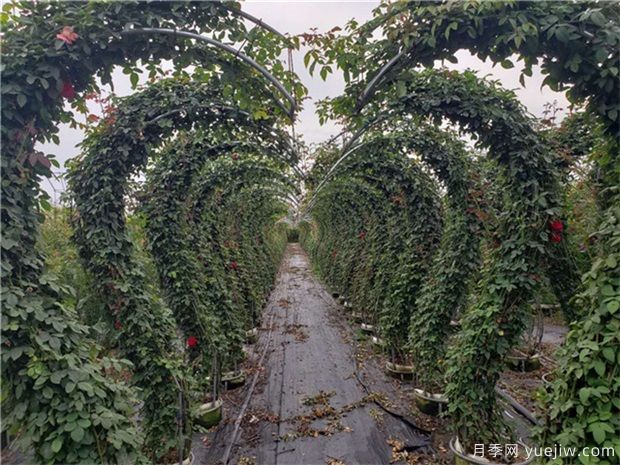 藤本月季移植的时间需要什么时候呢？(图1)