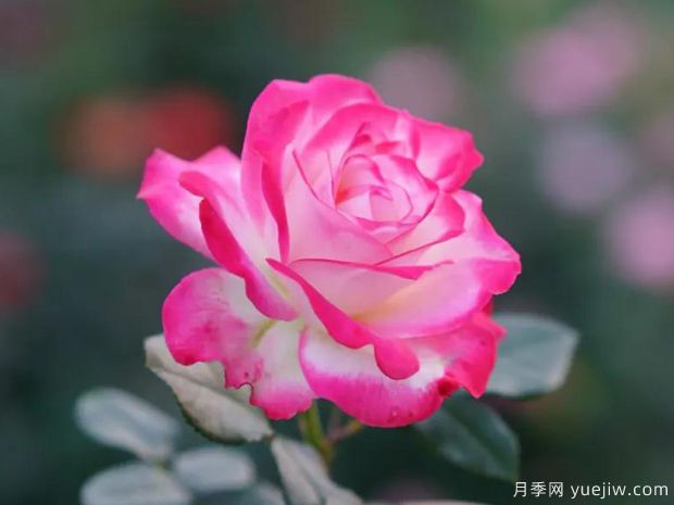 修剪月季有什么技巧(图1)