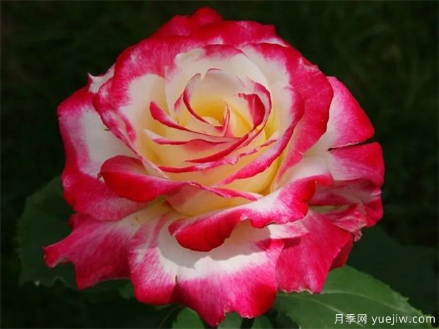 推荐4个经典的月季花品种，阳台盆栽佳品(图1)