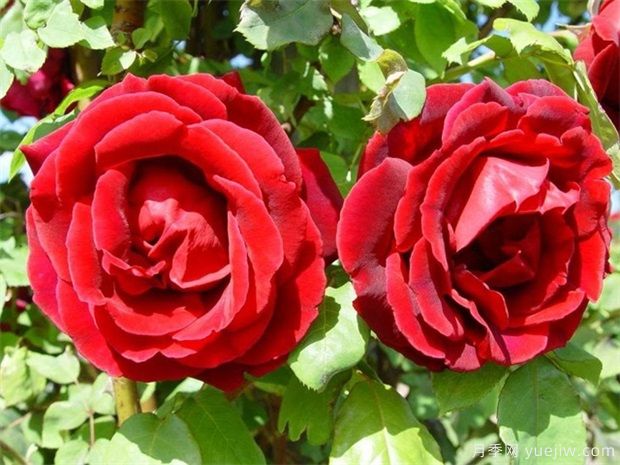 15种室内花卉的养护知识，月季很好养(图1)