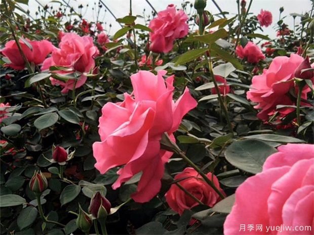 绿化变彩化 彩叶苗木呈多样化发展趋势(图1) 绿化变彩化 彩叶苗木呈多样化发展趋势(图1)