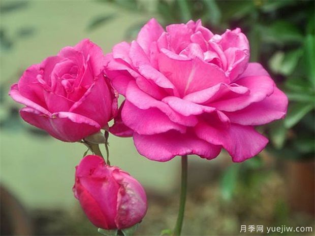 月季老化的3个特征,修剪才能爆发新生机(图1) 月季老化的3个特征,修剪才能爆发新生机(图1)