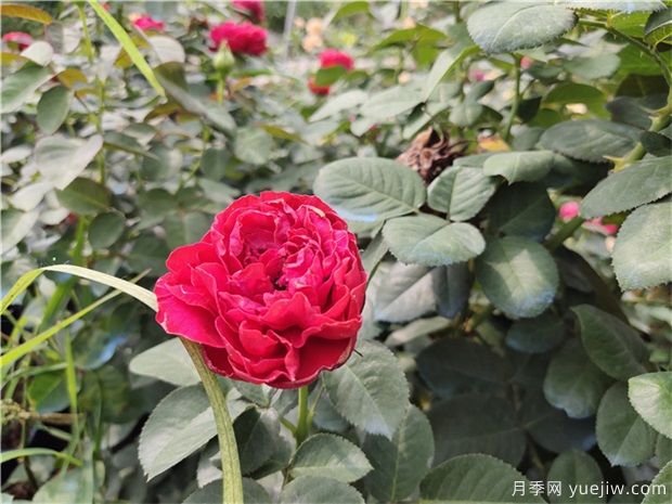 地栽月季春天能施肥吗(图1)