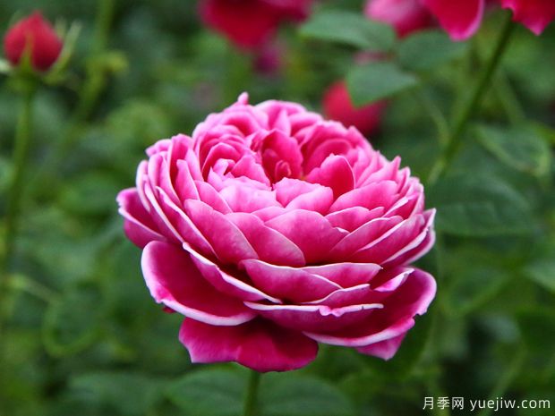 10个切花月季品种介绍，开花美还适合瓶插(图1)