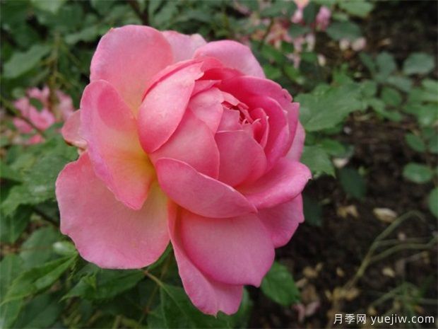 花友总结的十大最美月季是哪些品种？(图3)