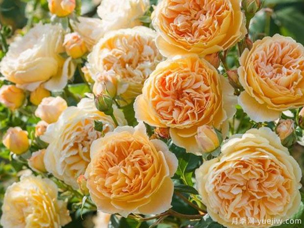 十大最好看月季品种？我推荐了，你感觉对吗(图5)