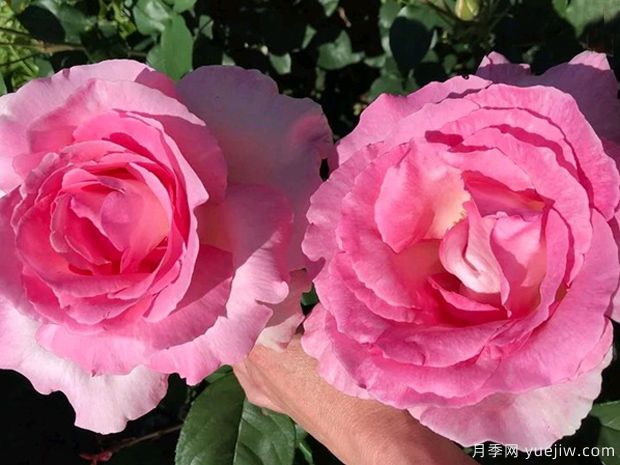 伟大世纪月季(图2) 伟大世纪月季(图3)