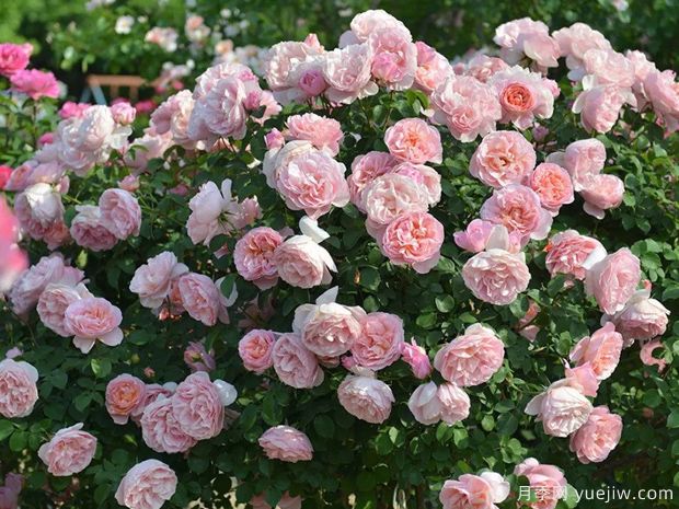 推荐12个经典月季，浪漫不可抗拒(图1)