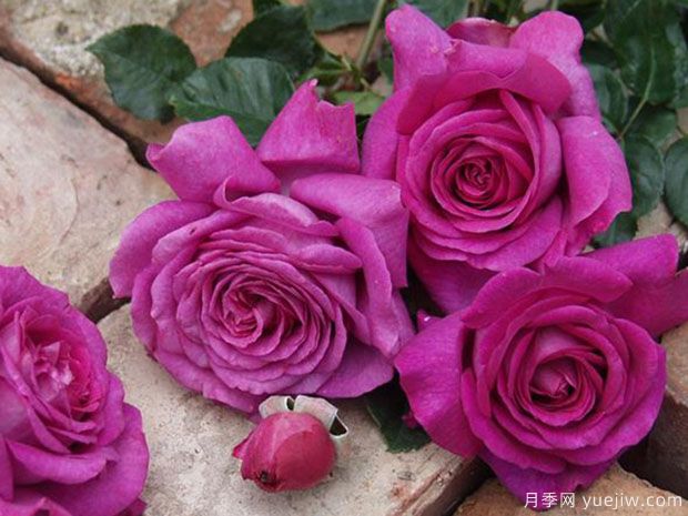 帕尔玛修道院月季(图2)