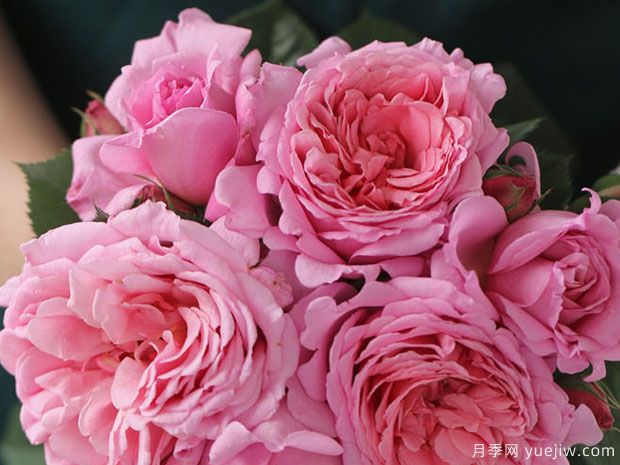 法国戴尔巴德月季，品种汇集(图2)