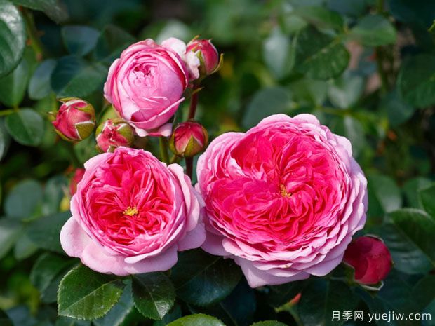 现代艺术月季的优缺点是什么？(图1)