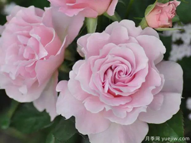 新娘月季的优缺点是什么？(图1)