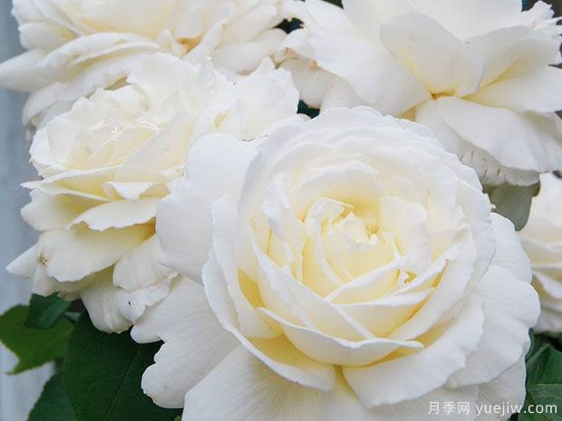 白色月季有多少个品种？分享5个(图1)