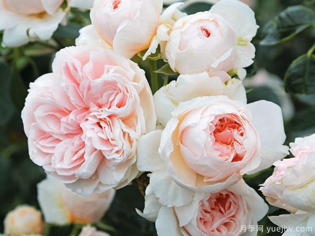 萨布丽娜月季的优缺点是什么？(图1)