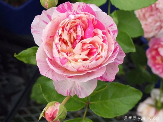 法国戴尔巴德月季，品种汇集(图6)