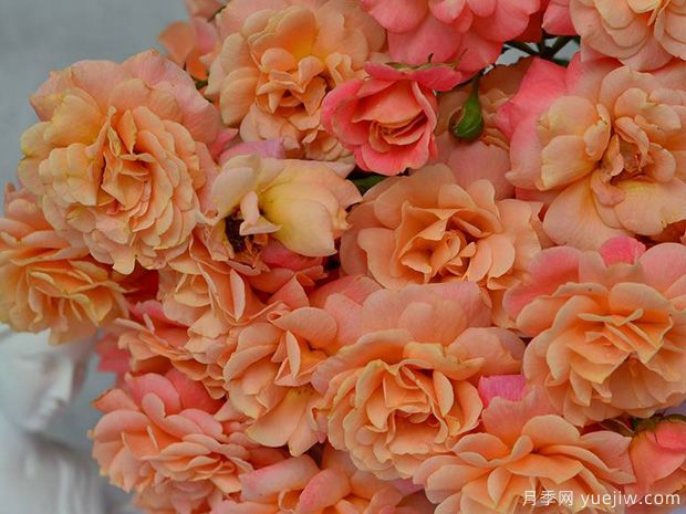 蜜桃冰淇淋月季/蜜桃梅尔巴月季(图4)