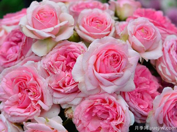 冬宫艾米达吉月季的优缺点是什么？(图1)