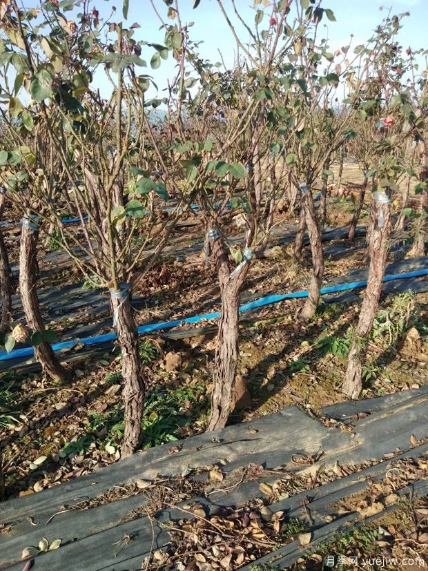 冬季适合移植树状月季，3/4/5/6公分月季树批发中(图4)