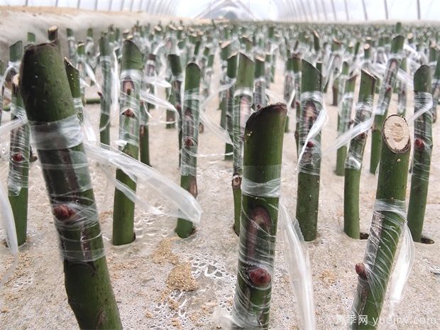 月季小苗/月季牙签苗(图8)