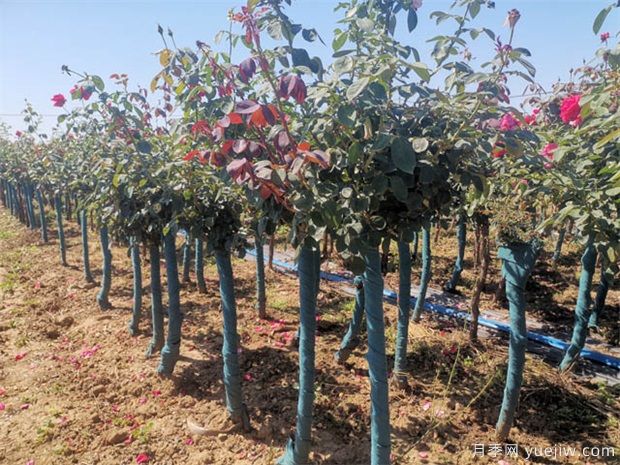 大花月季价格：大号月季花苗多少钱一株(图3)