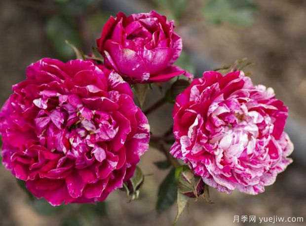 糖果光芒月季(美)(图2)