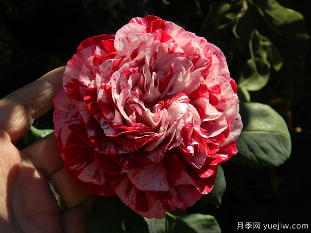 树莓条纹月季的优缺点是什么？(图1)