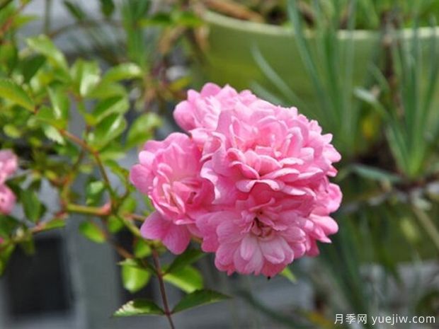 小仙女月季的优缺点是什么？(图1)