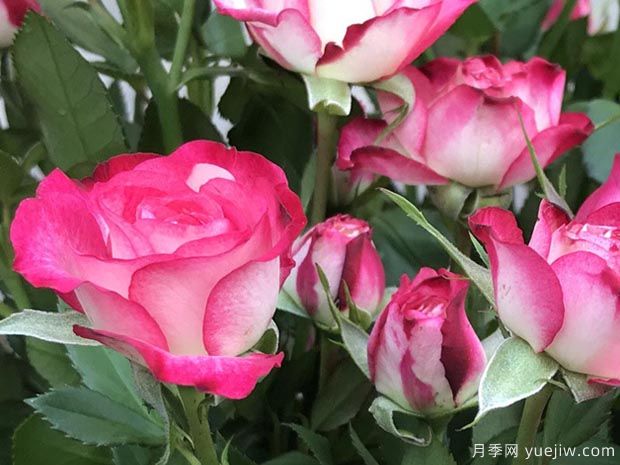 复色狮子座月季的优缺点是什么？(图1)