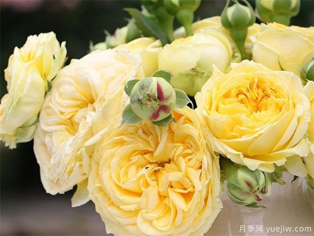 推荐10种切花月季，瓶插花期长，不用去买花店玫瑰(图4)