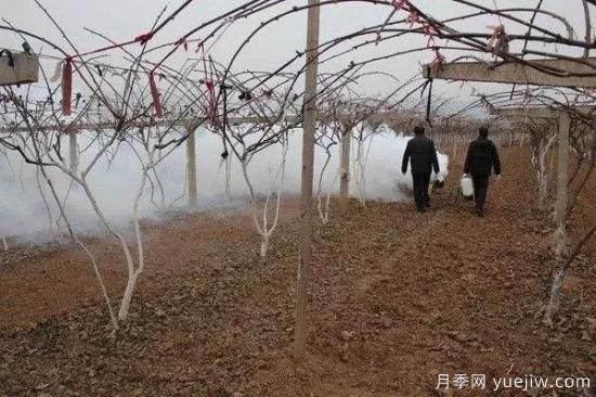 猕猴桃园冬季清园技术要点(图1)