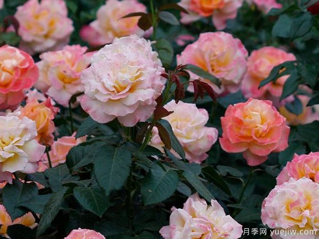 火凤凰月季(图2)