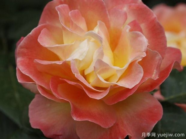 火凤凰月季(图1)