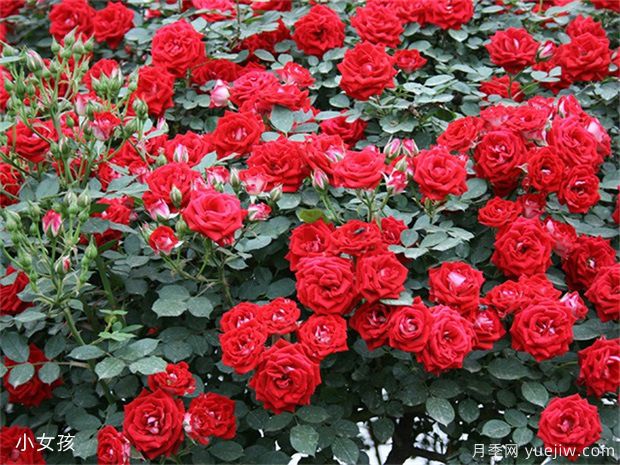 ​10个红色藤本月季品种，漂亮喜庆抗病好养(图3)