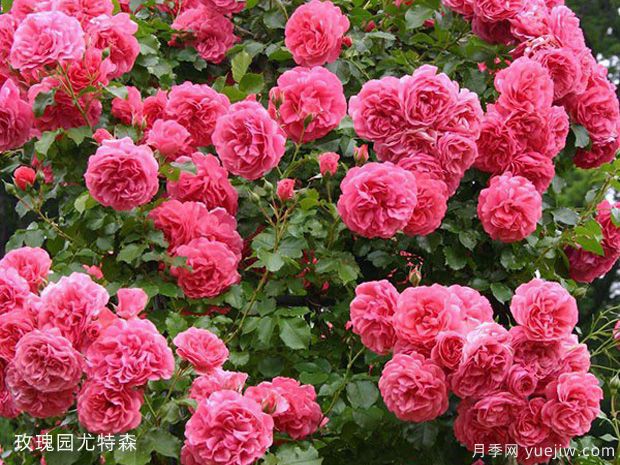 推荐10个优秀粉色系藤本月季品种(图8)