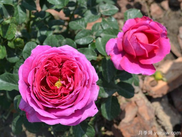 奥赛罗月季月季的优缺点是什么？(图1)