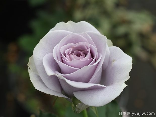 转蓝月季的优缺点是什么？(图1)