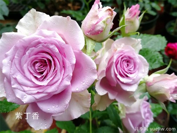 推荐12个蓝紫色月季品种，清新脱俗养护容易(图4)