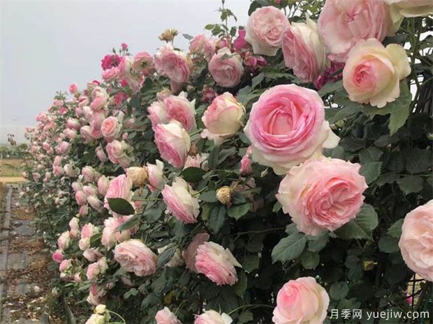 藤本月季是当代城市多层次多方位园林美化的魔术师(图2)