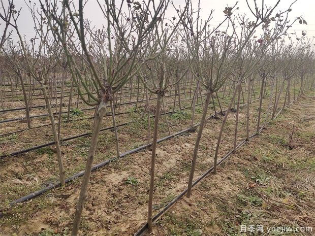 2024年初春最新棒棒糖月季树的批发价格(图2)