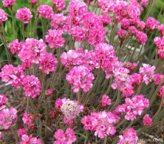 除了地被月季，还有适合在花园种植的20种地被植物(图6)