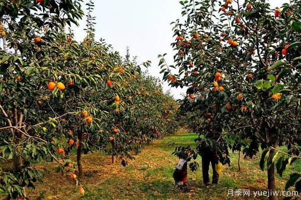 2022年最值钱紧缺苗木是什么？常见的苗木品种有哪些？(图1)