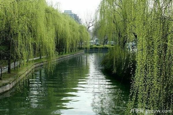 2022年最值钱紧缺苗木是什么？常见的苗木品种有哪些？(图2)