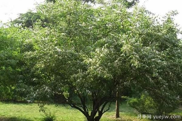 2022年最值钱紧缺苗木是什么？常见的苗木品种有哪些？(图3)