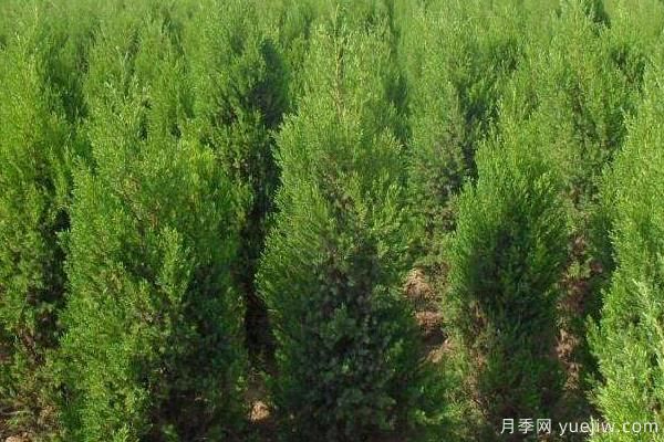 2022年最值钱紧缺苗木是什么？常见的苗木品种有哪些？(图4)