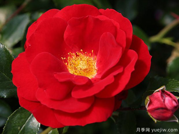 卡拉乔月季的优缺点是什么？(图1)