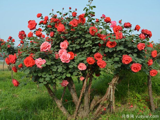 苗木术语暗语截杆、几年冒、全冠的意思(图1)