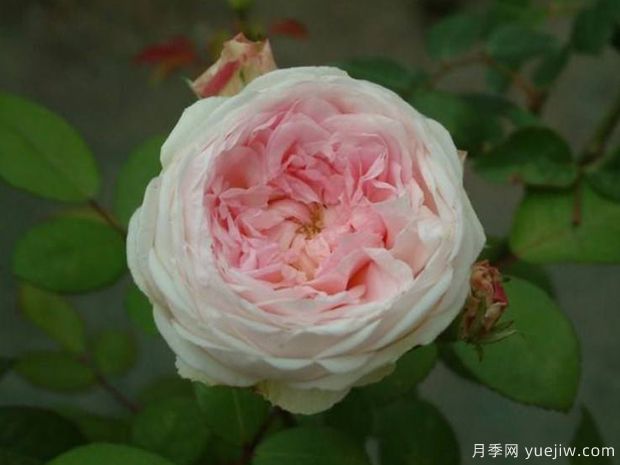 分享罕见的月季花品种，你见过吗(图4)