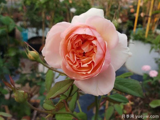 纽带月季/绊月季/牵绊月季(图3)